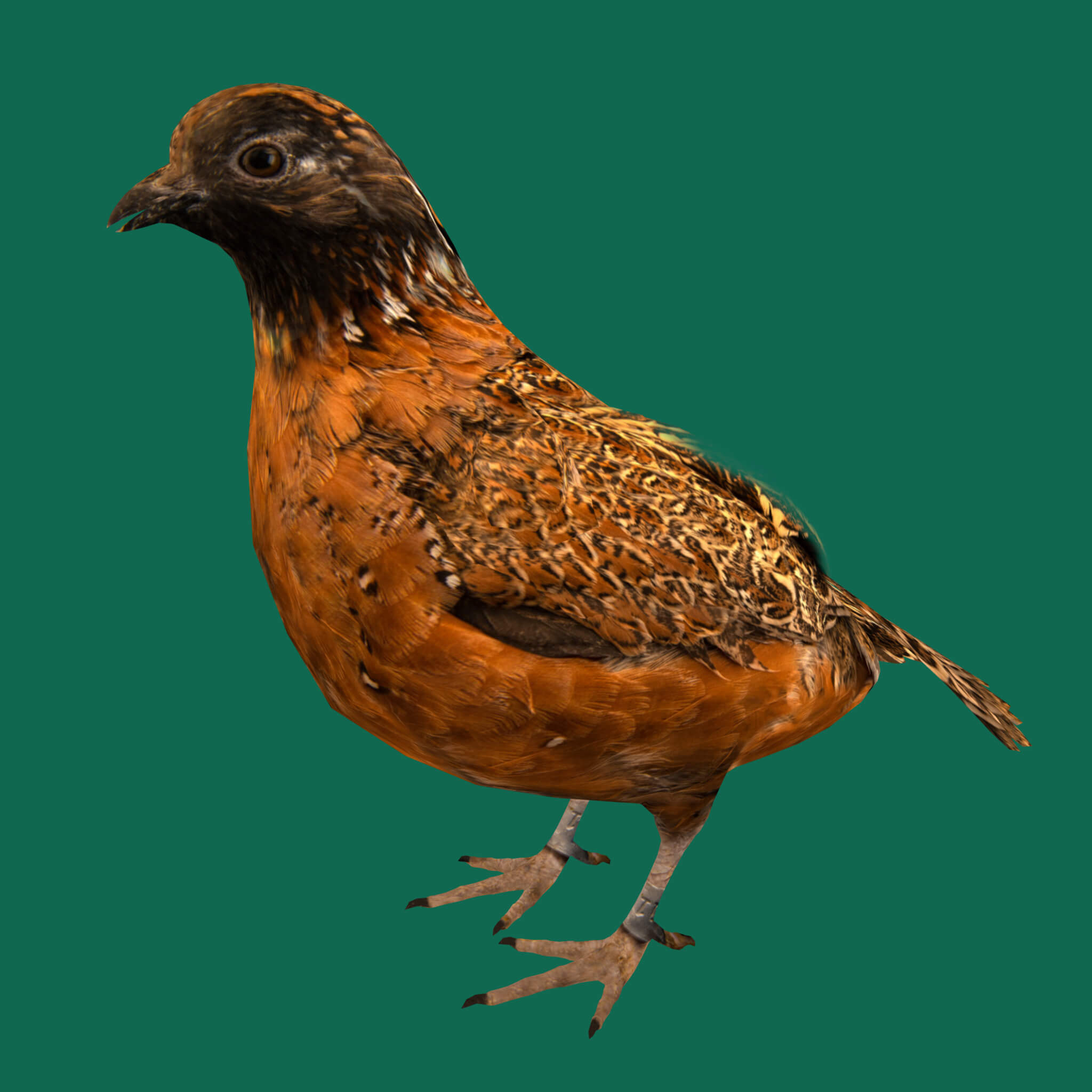 Masked Bobwhite Quail Bird - 3D Model by Nyilonelycompany