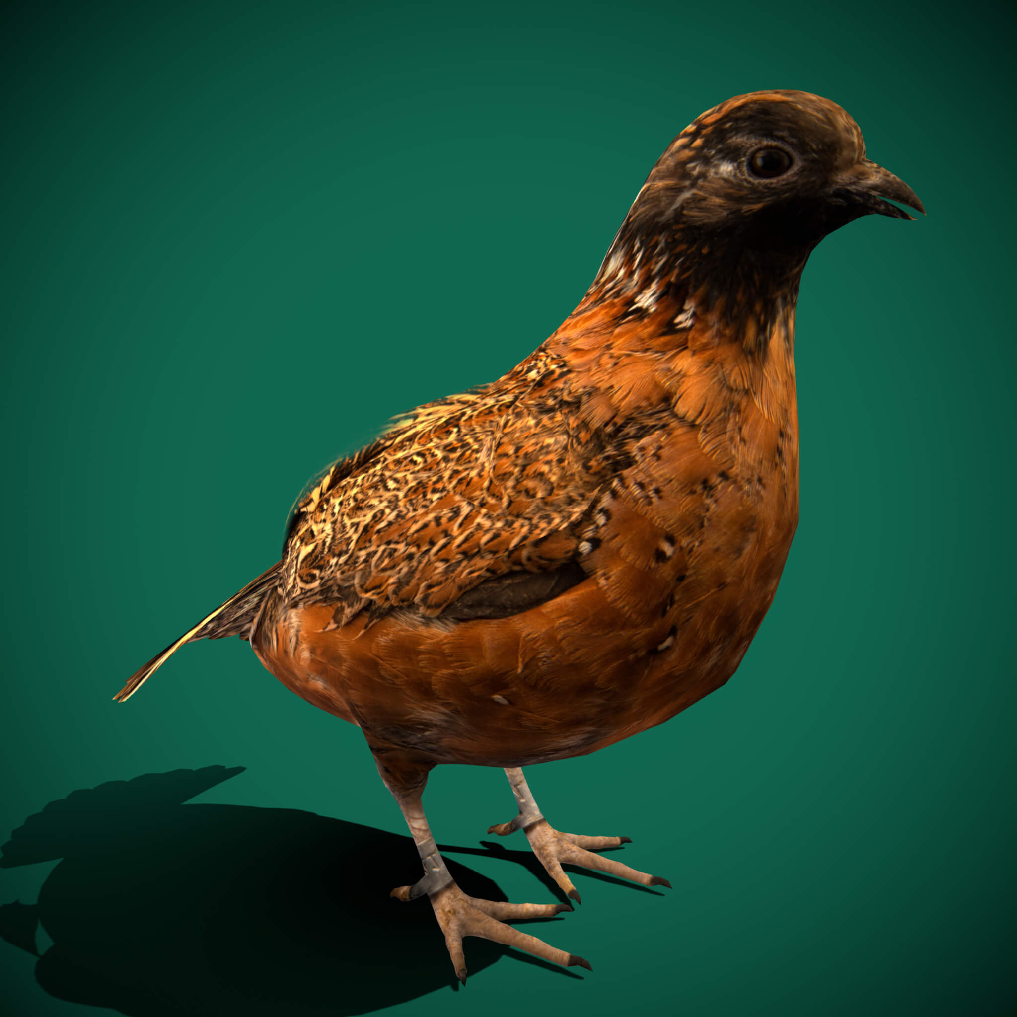 Masked Bobwhite Quail Bird - 3D Model by Nyilonelycompany