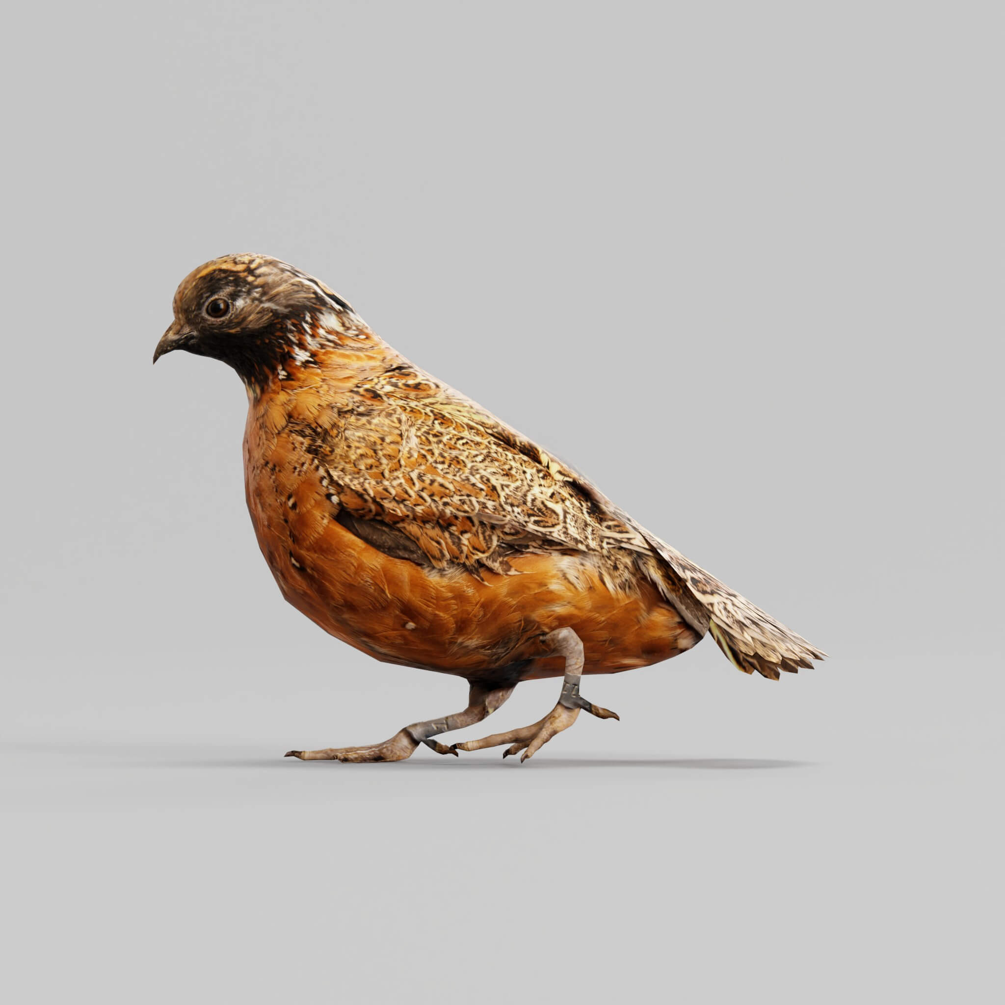 Masked Bobwhite Quail Bird - 3D Model by Nyilonelycompany