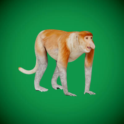Proboscis Monkey - 3D Model by Nyilonelycompany