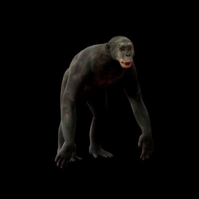 Pygmy Chimpanzee Bonobos Ape - 3D Model by Nyilonelycompany