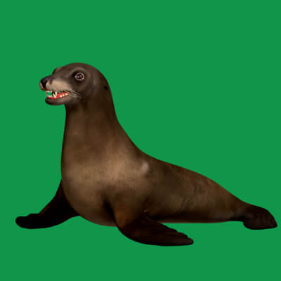 Sea Lion Seal - 3D Model by Nyilonelycompany