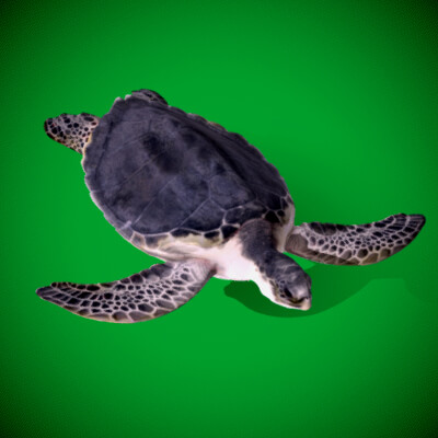 Photorealistic 3D Models | Animals | Turtles | RenderHub