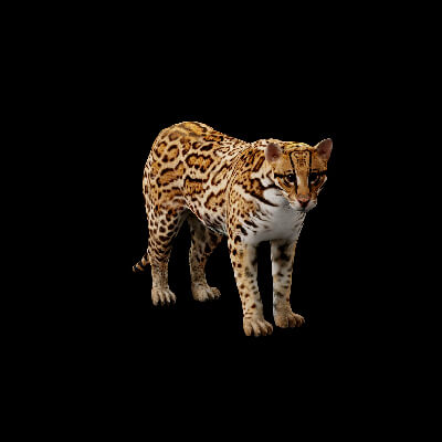 Ocelot Model Southern Ocelot Cat - 3D Model by Nyilonelycompany