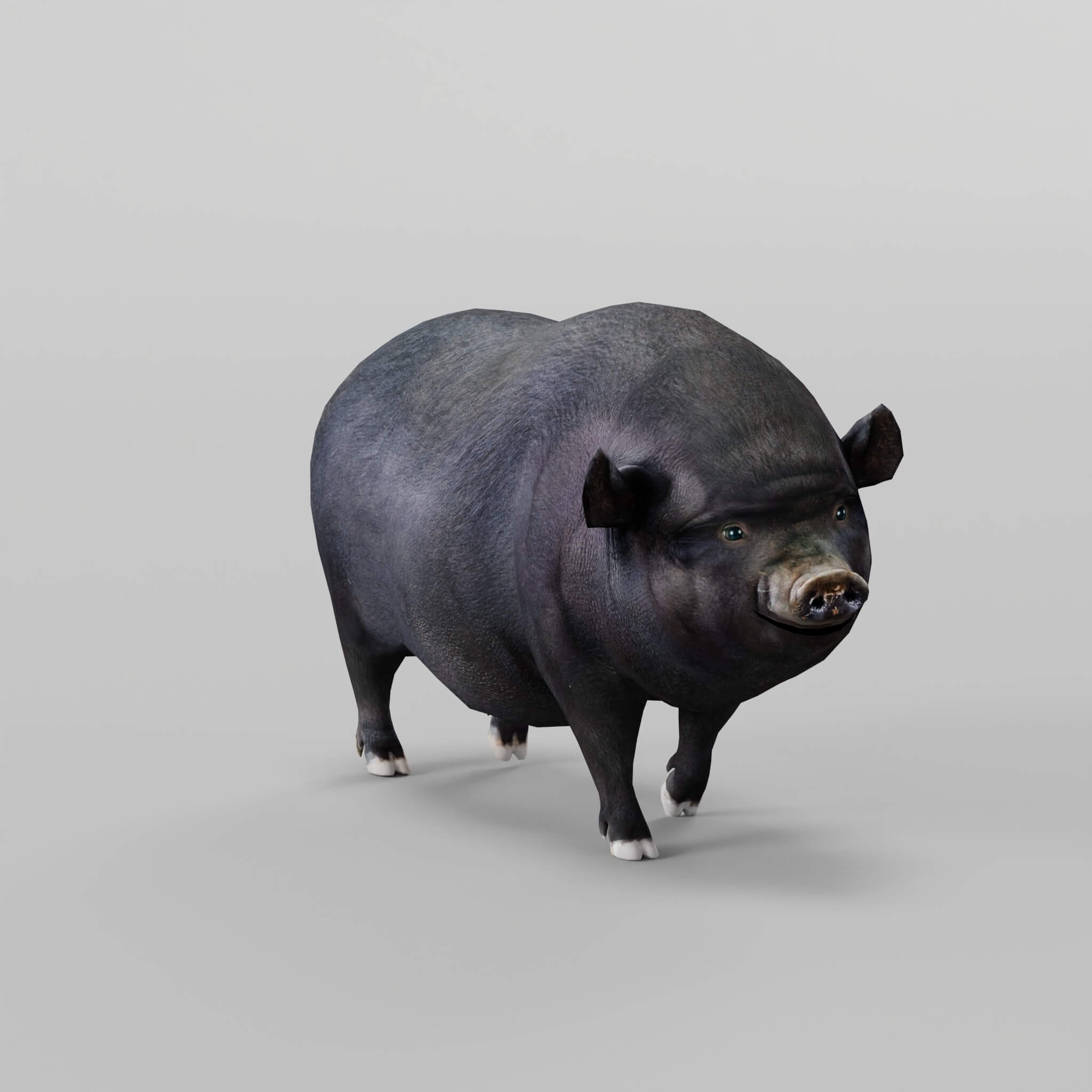Vietnamese PotBellied Pig Animal 3D Model by