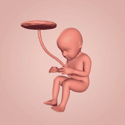 Human Fetus Week 32 - 3D Model by Ocstard
