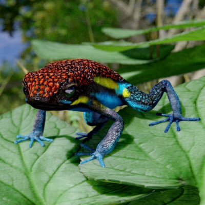 Photorealistic Rigged Arrow Frog Game & AR/VR Ready - 3D Model by ...