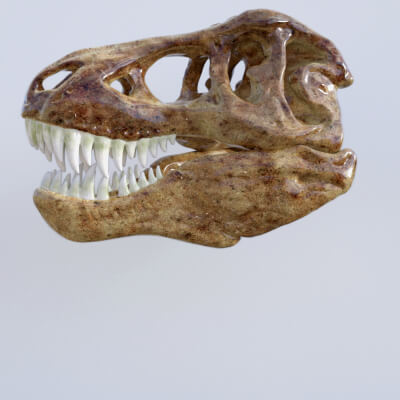 T-Rex Skull With Posable Jaw