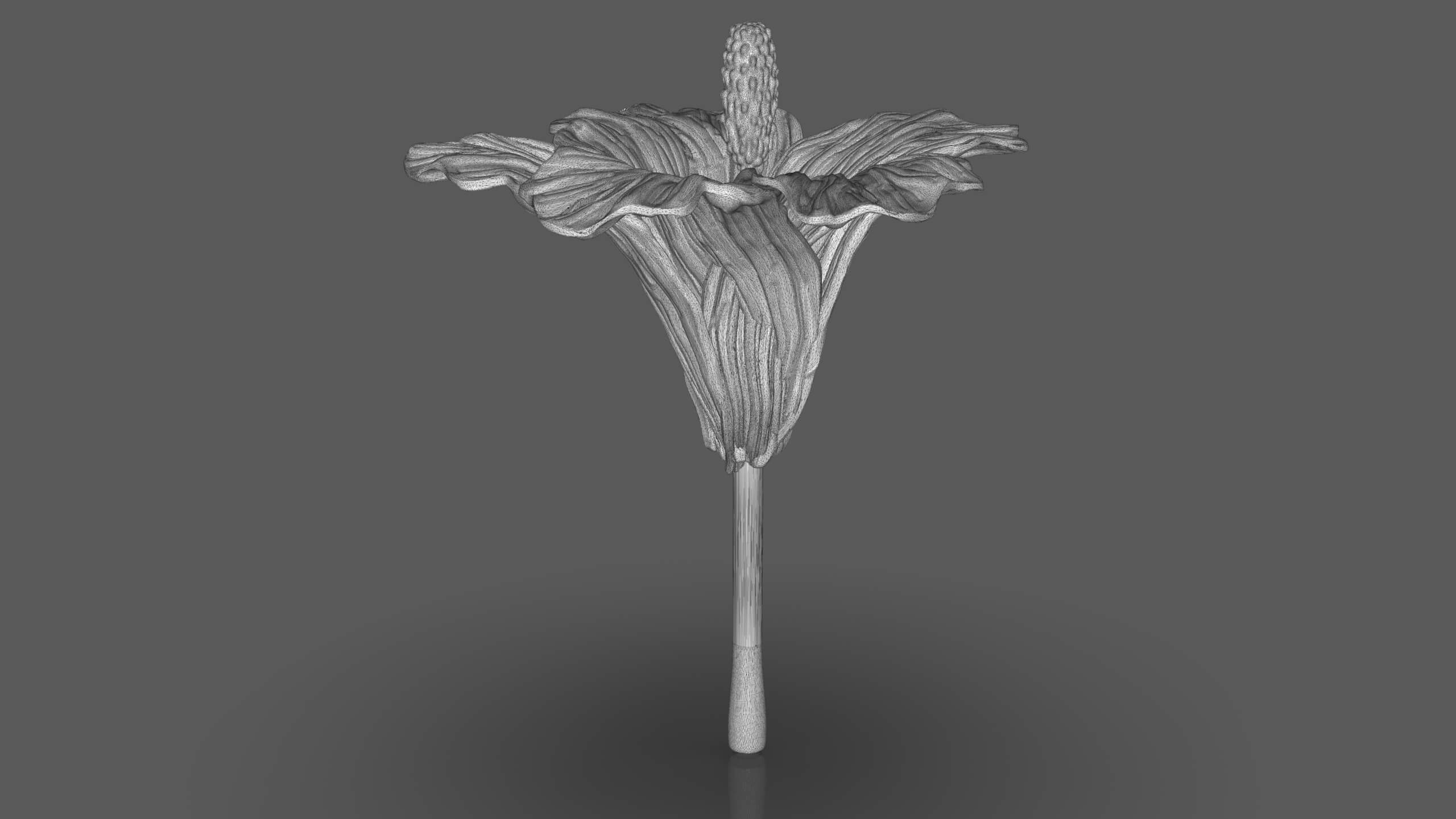 Hibiscus Flower Sculpt - 3D Model by PaburoVIII