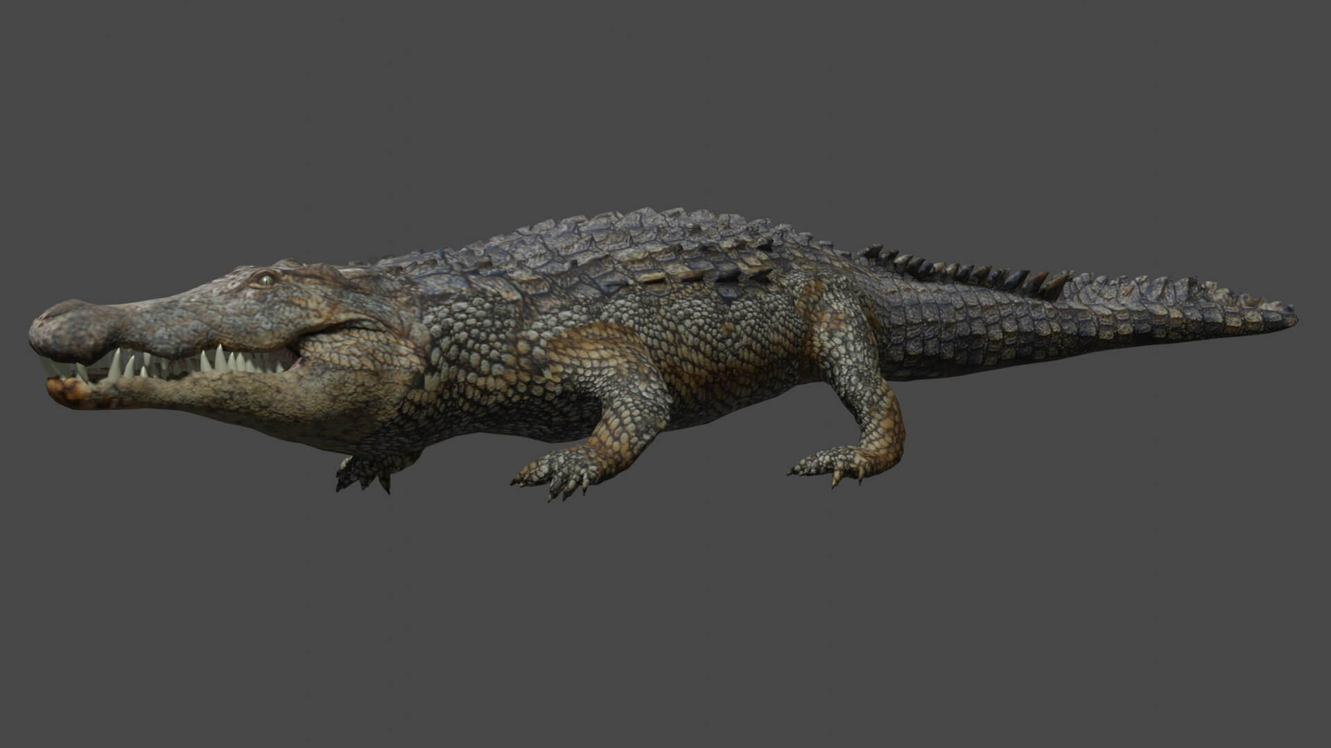 Alligator Real Measure 3D Model by Petar Doychev