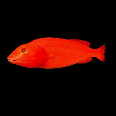 Flabbywhale Fish