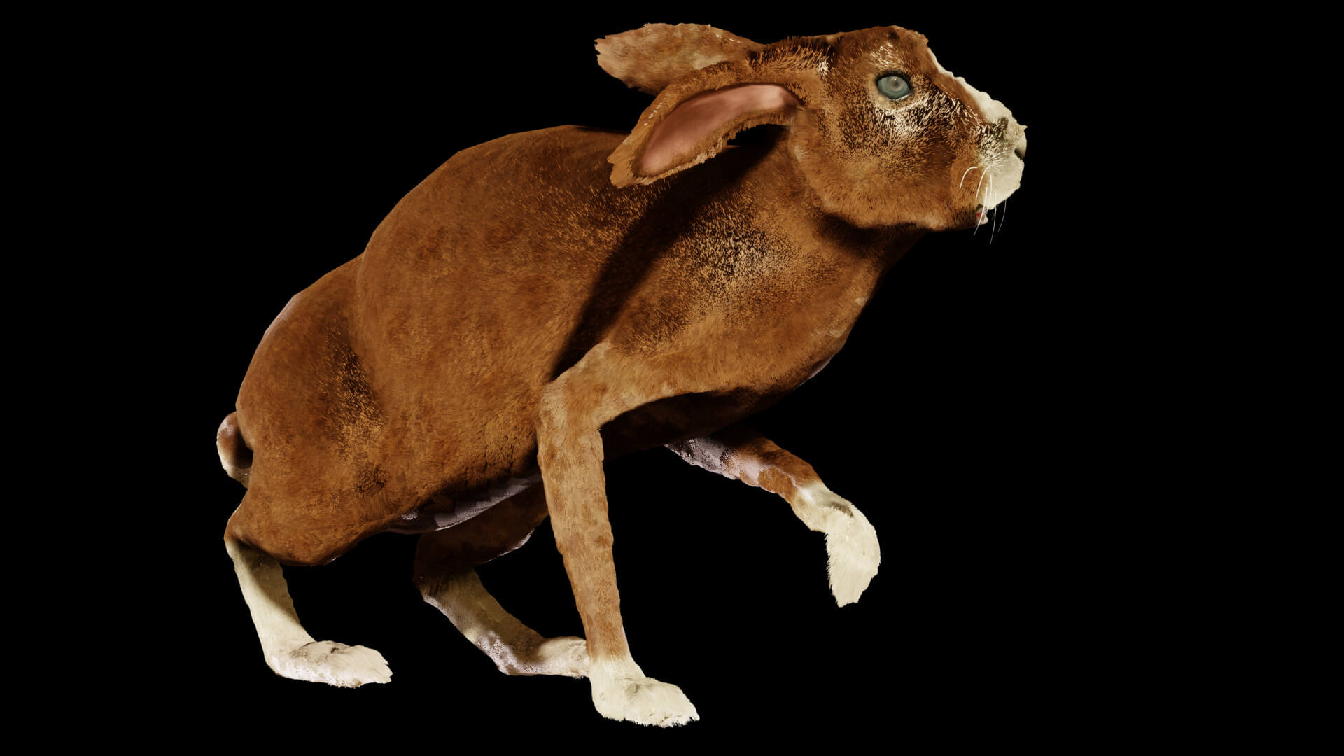 Ra Modeling In Rabbit Rabbit - 3D Model by Petar Doychev