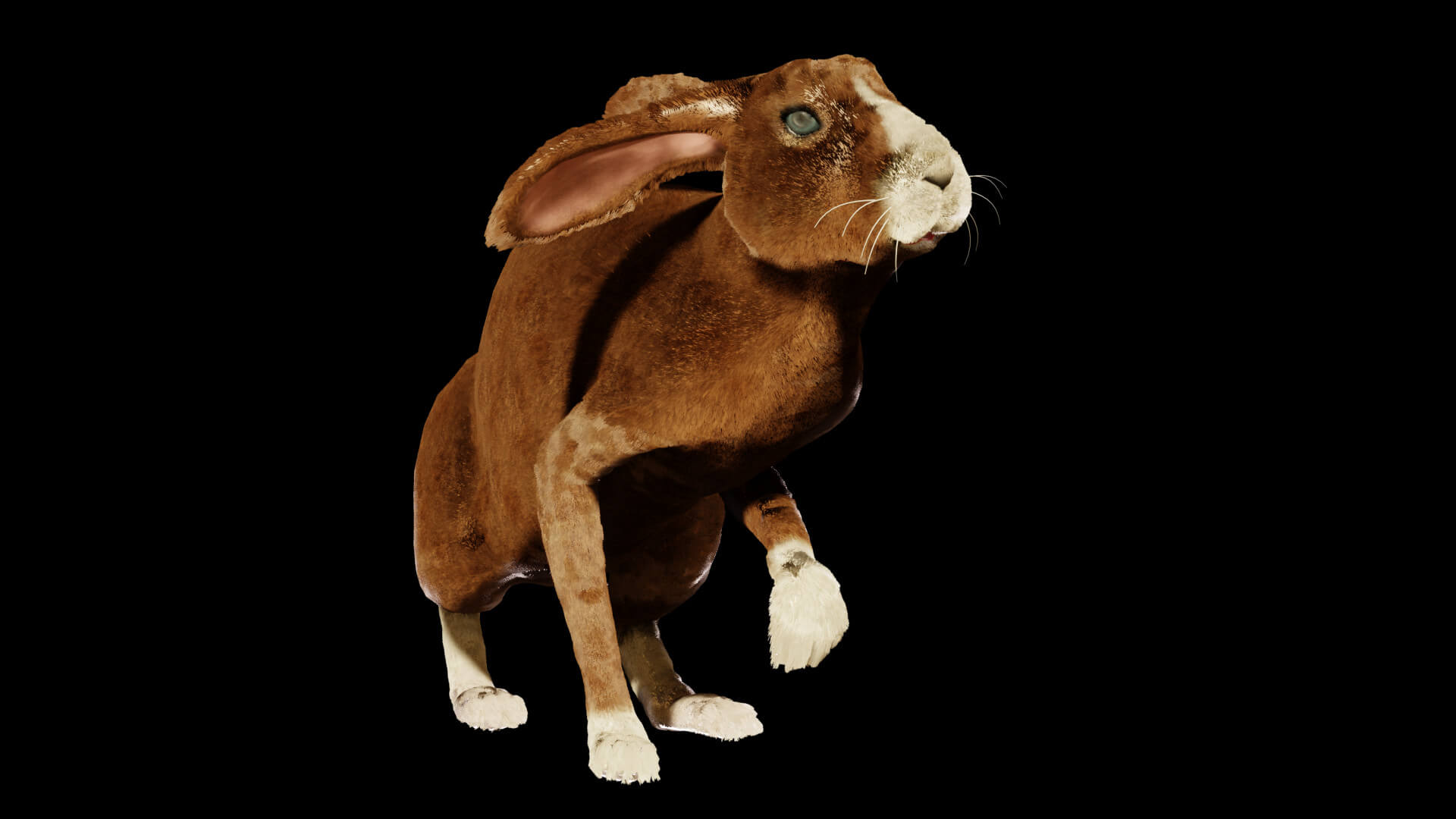 Rabbit - 3D Model by Petar Doychev
