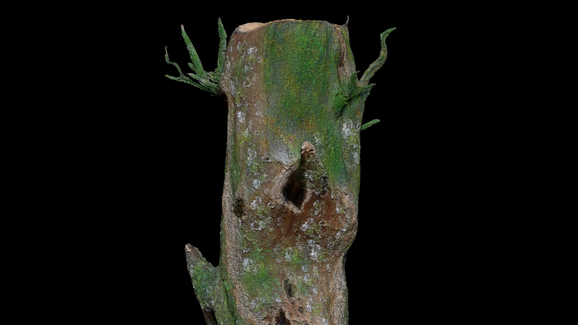 Dead Moss Tree Stump V2 - 3D Model by Phile Rain