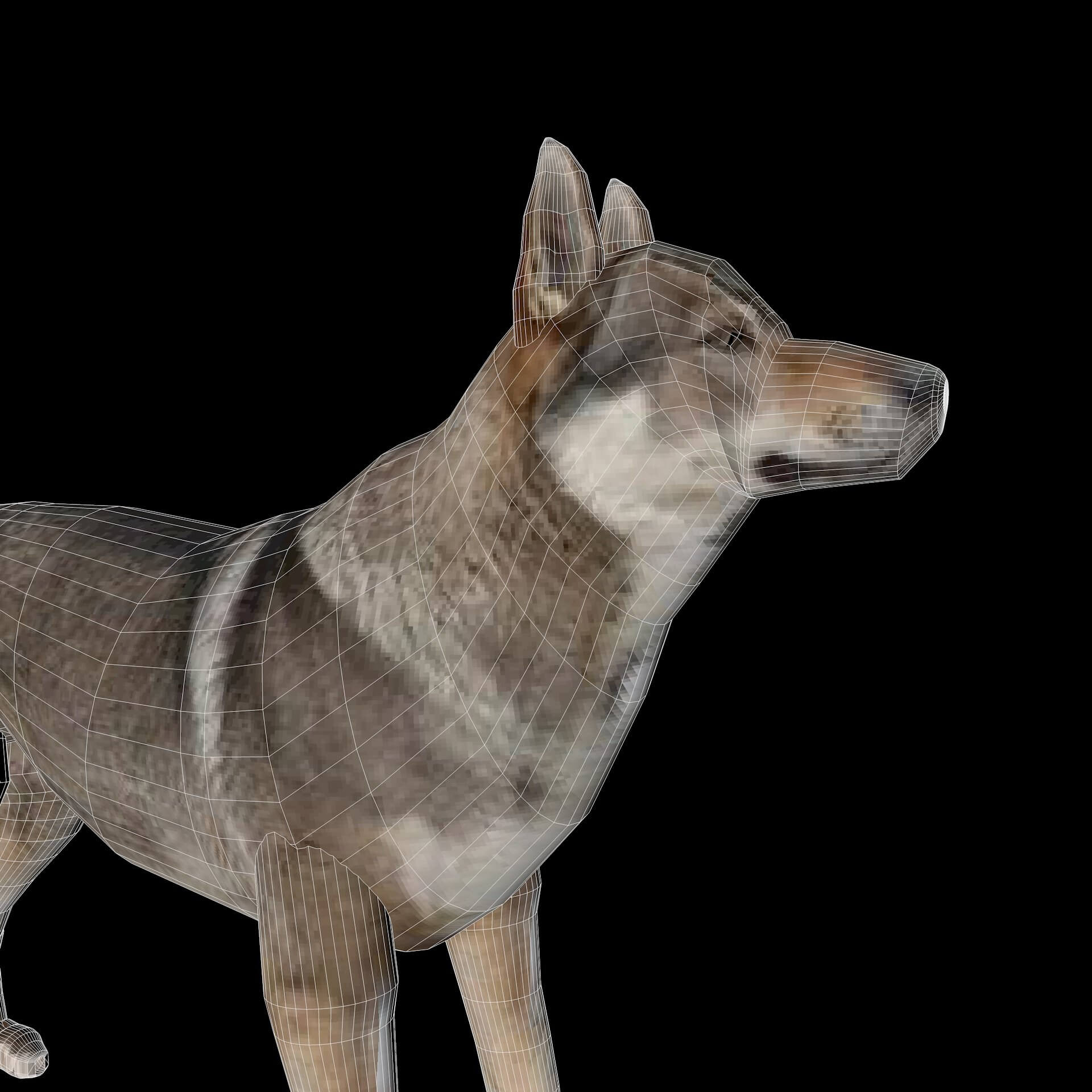 Eurasia Wolf - 3D Model by Pictorer