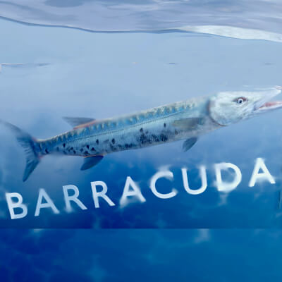 Animated Barracuda