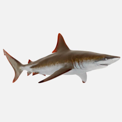 Animated Blacktip Shark