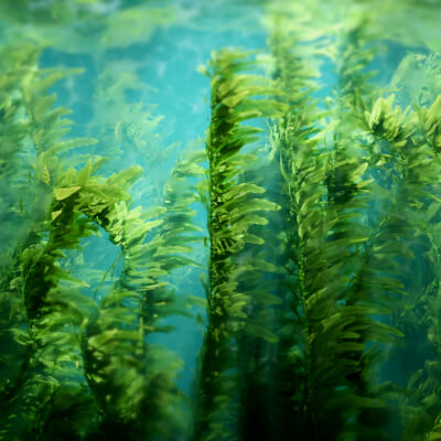 Procedural Animated Kelp Forest