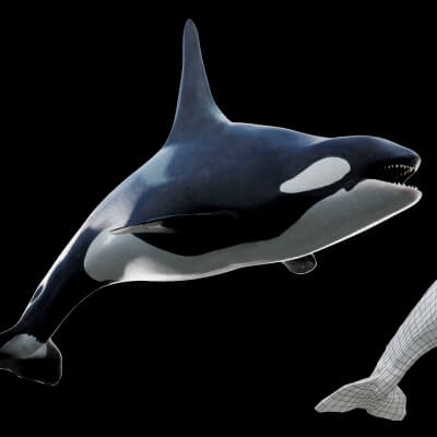 Animated Orca