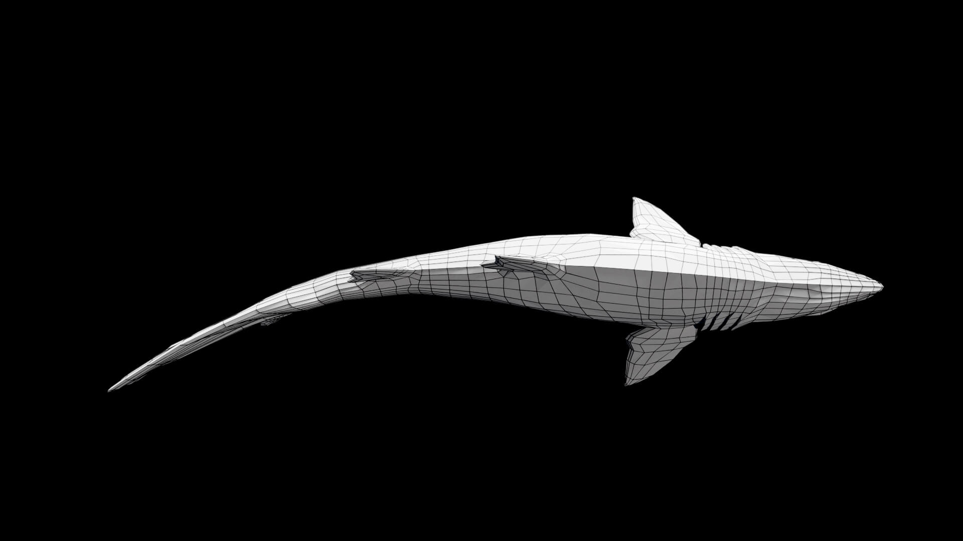Animated Sand Tiger Shark - 3D Model by Pig Scales Studio