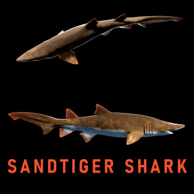 Animated Sand Tiger Shark