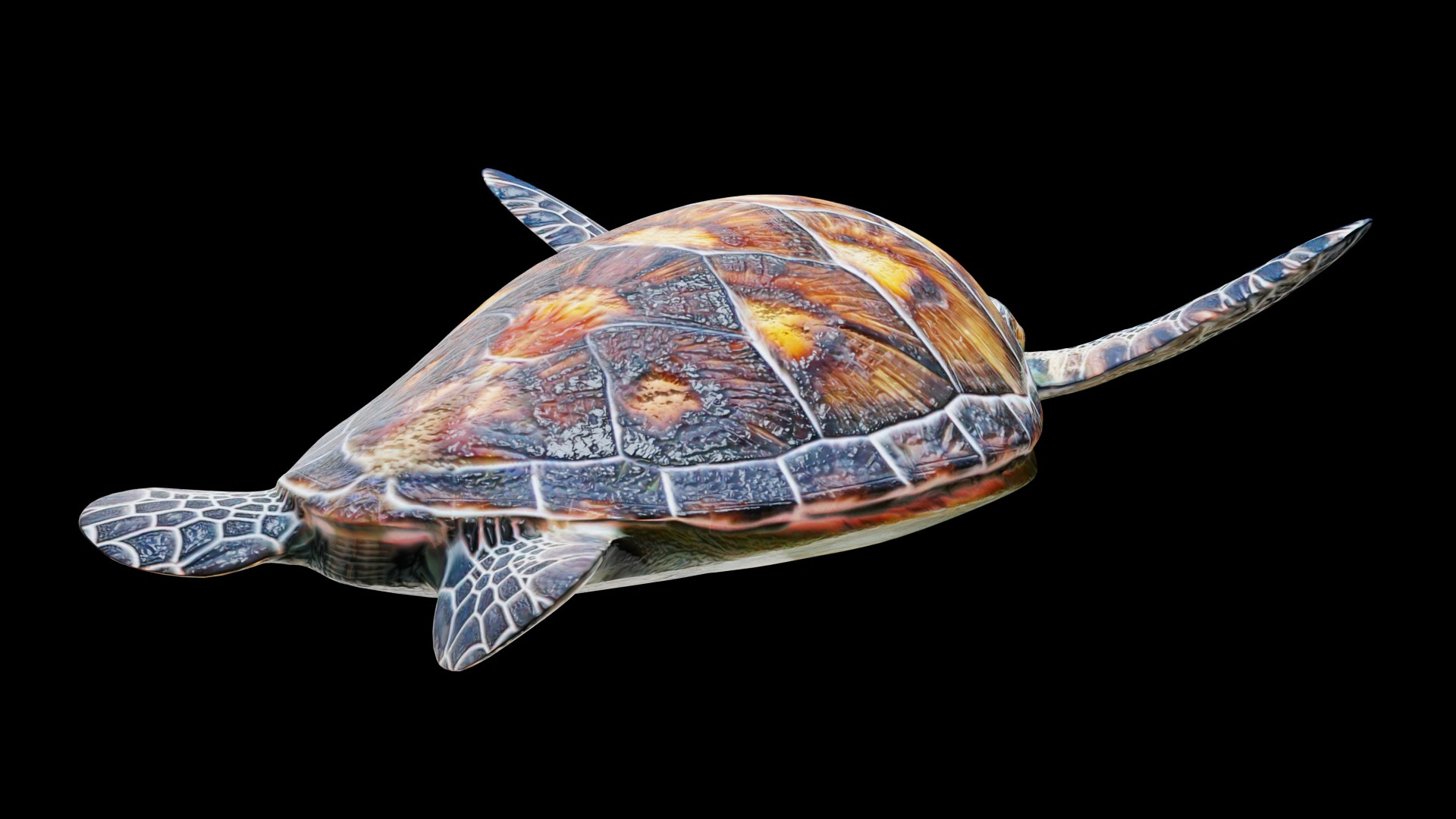 Animated Sea Turtle