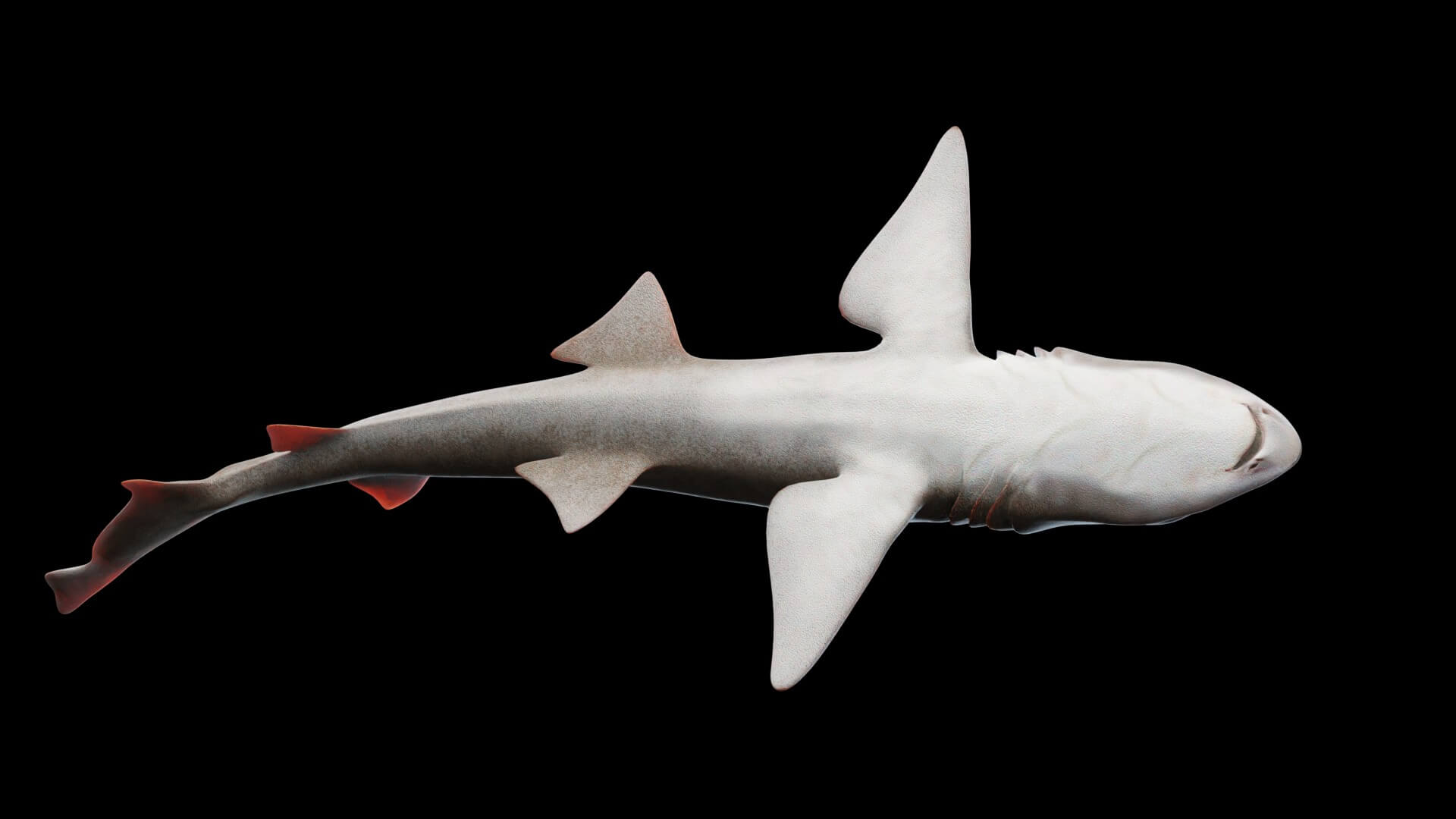 Animated Smoothhound Shark - 3D Model by Pig Scales Studio
