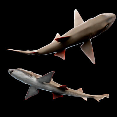 Animated Smoothhound Shark