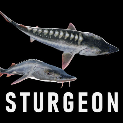 Animated Sturgeon