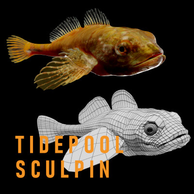 Animated Tidepool Sculpin