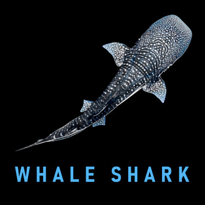 Animated Whale Shark