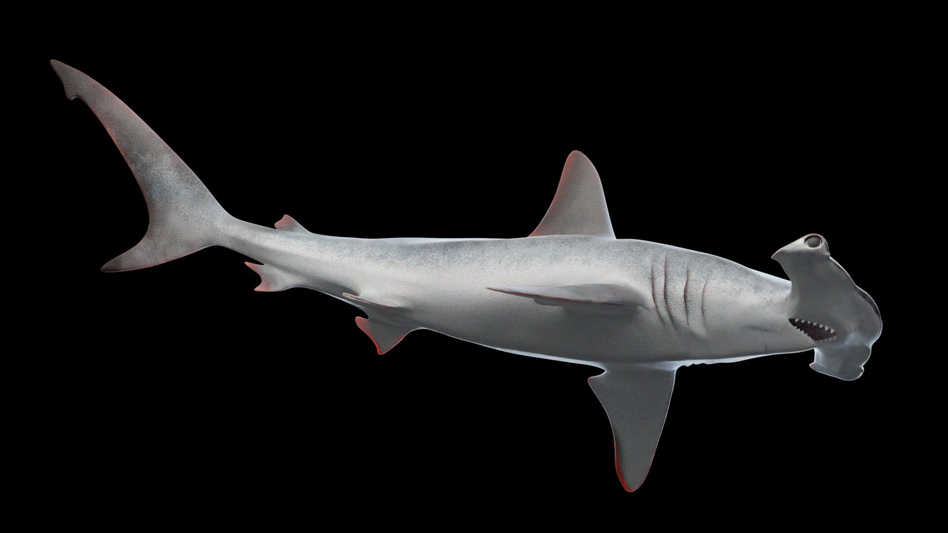 Hammerhead Shark - 3D Model by Pig Scales Studio
