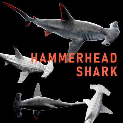 Hammerhead Shark