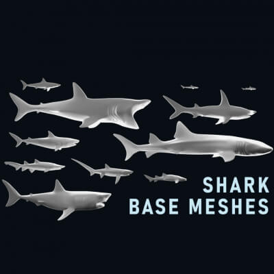Shark Base Mesh Pack