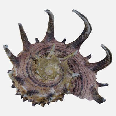 Angaria Delphinus Melanacantha