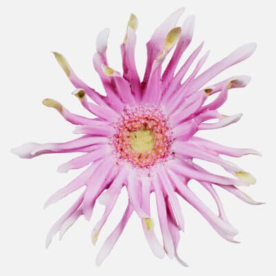 Barberton Daisy Gerbera Jamesonii 2