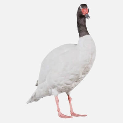Black Necked Swan Cygnus Melancoryphus