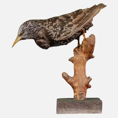 Common Starling Sturnus Vulgaris