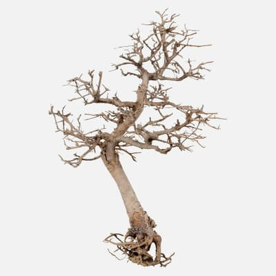 Dead Bonsai Tree 9