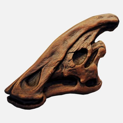 Dinosaur Skull