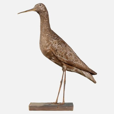 Eskimo Curlew Numenius Borealis