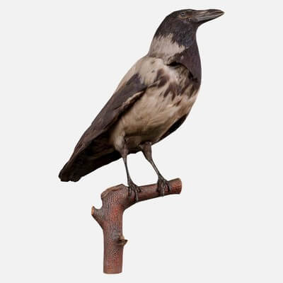 Hooded Crow Corvus Cornix