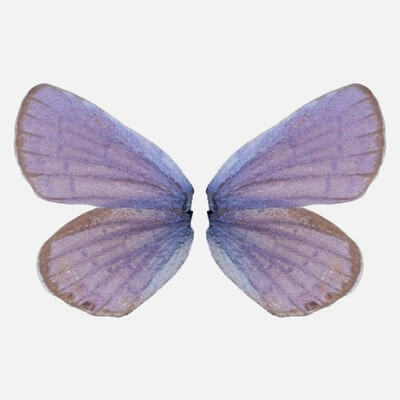 Mazarine Blue Polyommatus Icarus