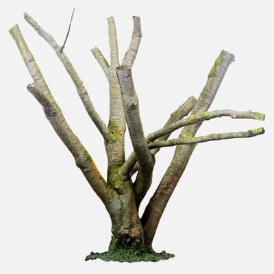 Moss Covered Tree Trunk