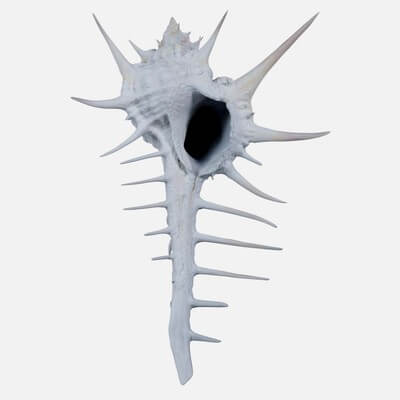 Murex Grassispina Sea Shell