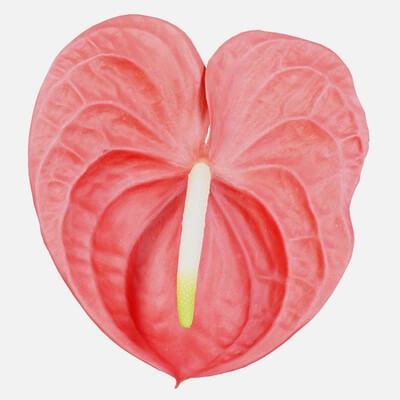 Painters Palette Anthurium Andraeanum Laceleaf