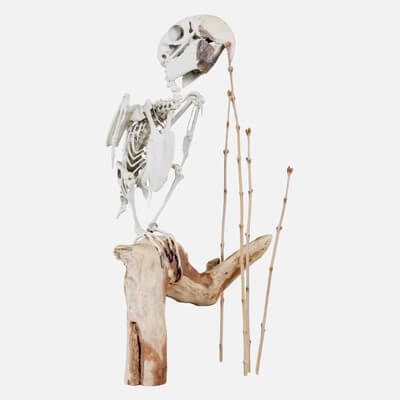 Parrot Skeleton Psittacines