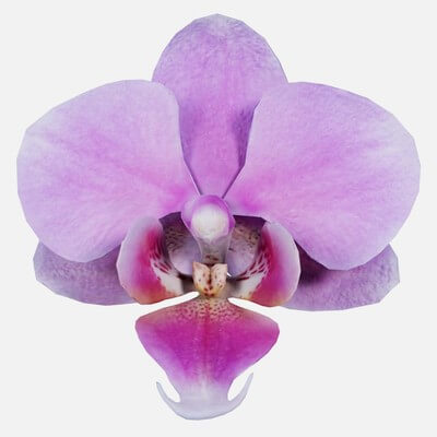 Phalaenopsis Pink Orchid