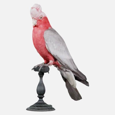 Pink Cockatoo Eolophus Roseicapilla