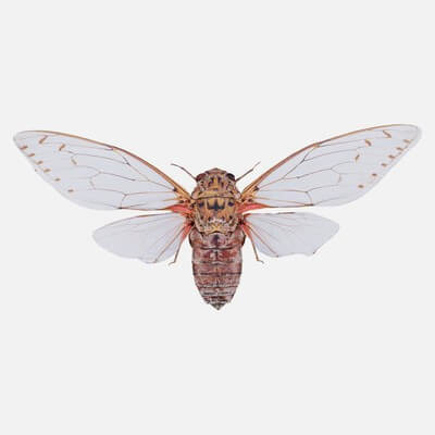 Pomponia Imperatoria Malaysia